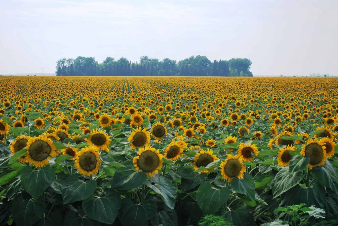 4Sunflowers2-scaled