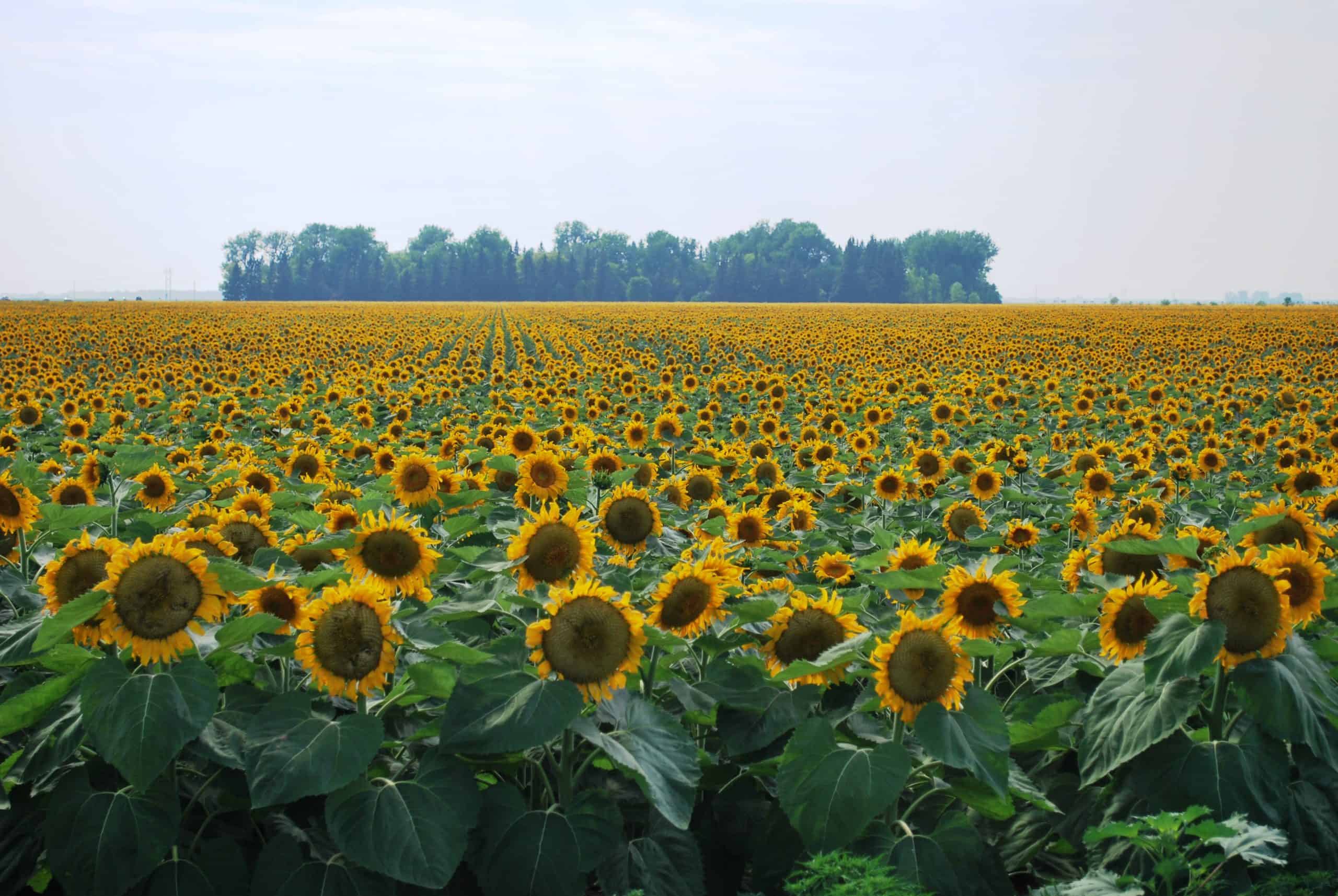 Polk County GIS Using ArcGIS Hub to Better Inform Citizens ProWest